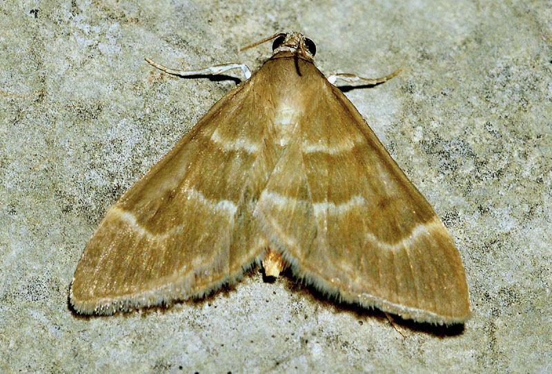 Ecpyrrhorrhoe diffusalis - Crambidae